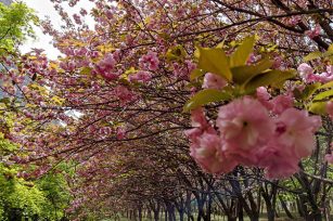 春意萌動(dòng)，萬物復(fù)蘇，不二傳動(dòng)邀您賞花